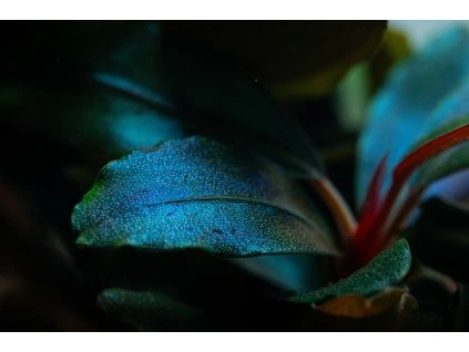 16658 2 bucephalandra sordidula blue