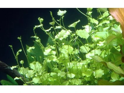 16661 2 cardamine lyrata