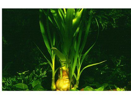16670 1 crinum thaianum