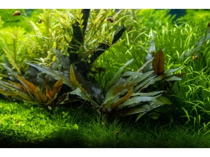 16673 cryptocoryne beckettii petchii