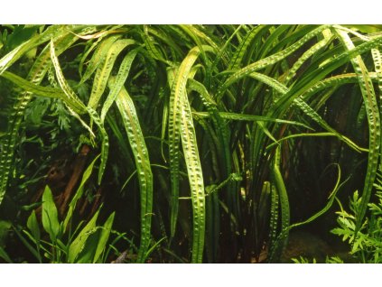 16676 2 cryptocoryne crispatula