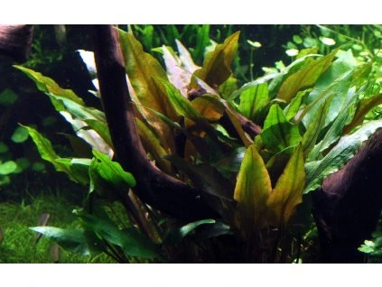 16679 2 cryptocoryne undulata broad leaf