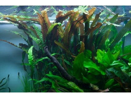 16682 1 cryptocoryne usteriana