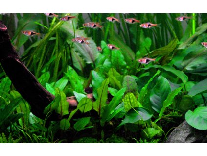 16685 cryptocoryne wendtii green