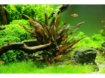 16688 2 cryptocoryne wendtii tropica