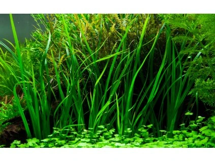 16694 1 cyperus helferi