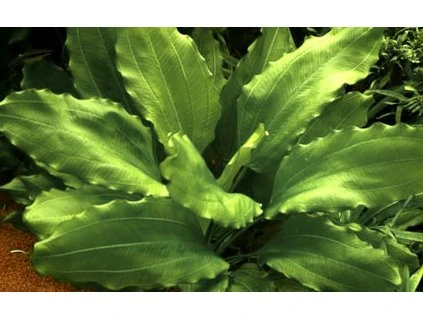 16697 1 echinodorus aquartica