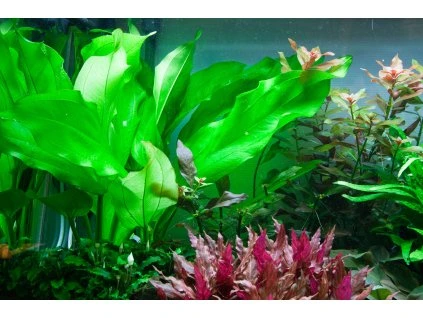 16700 1 echinodorus cordifolius fluitans