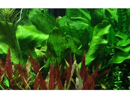 16709 2 echinodorus ozelot green