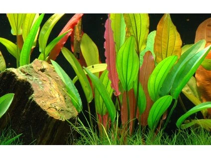 16712 2 echinodorus red diamond