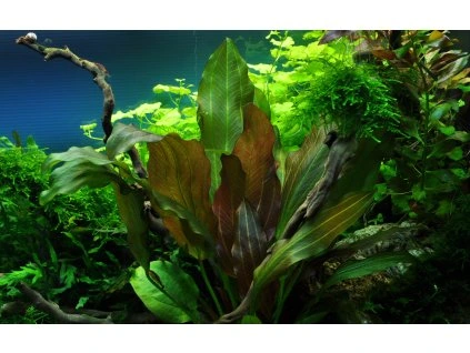 16715 2 echinodorus reni