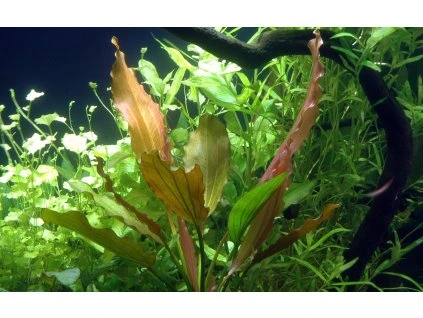 16718 echinodorus rose