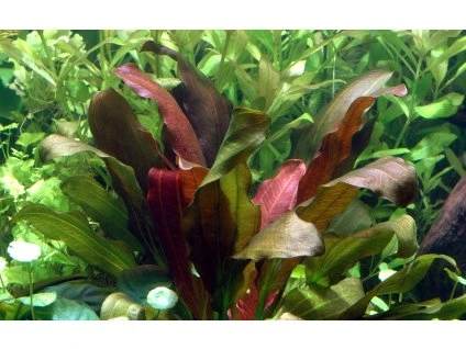 16721 1 echinodorus x barthii