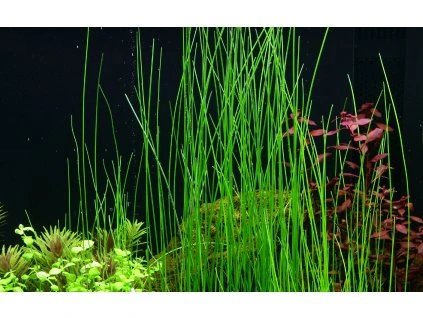 16724 1 eleocharis montevidensis