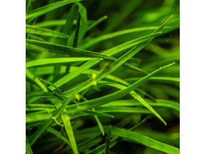 16730 2 eriocaulon sp vietnam