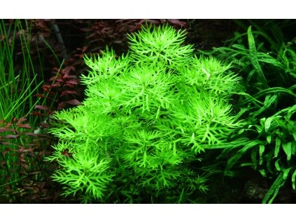 16736 2 hottonia palustris