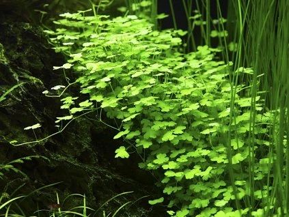 16739 hydrocotyle tripartita