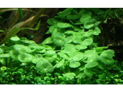 16742 2 hydrocotyle verticillata