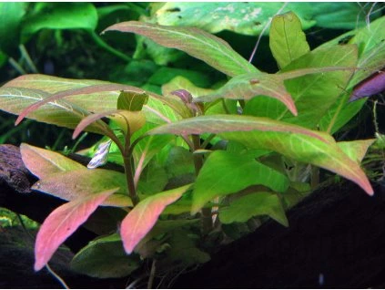 16745 2 hygrophila corymbosa compact