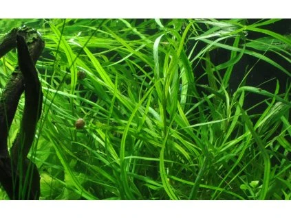 16751 2 hygrophila costata