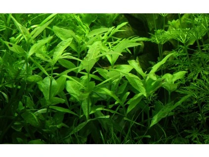 16760 2 hygrophila polysperma