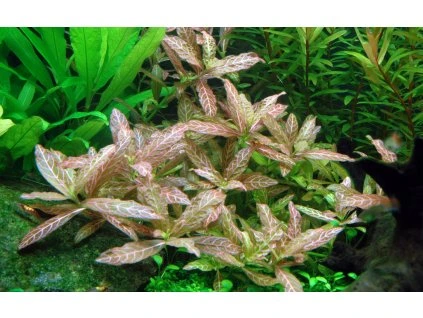 16763 2 hygrophila polysperma rosanervig