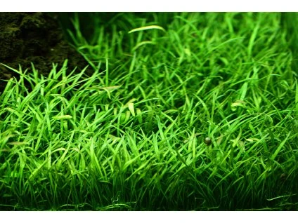 16766 2 lilaeopsis brasiliensis