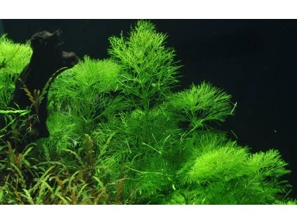 16769 2 limnophila aquatica