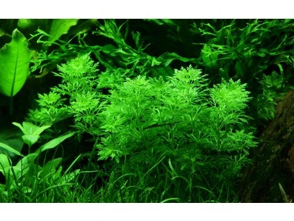 16775 2 limnophila sessiliflora