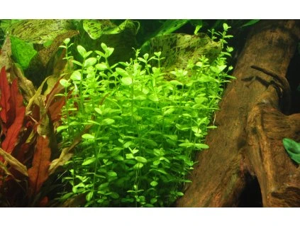 16778 2 lindernia rotundifolia