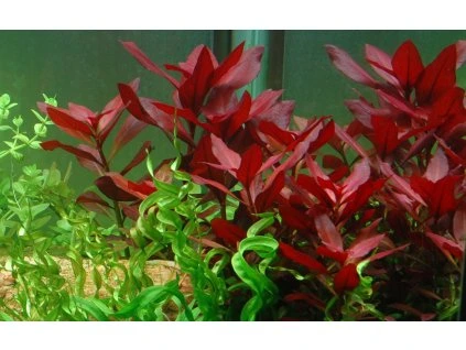 16793 2 ludwigia repens rubin