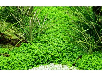 16796 1 micranthemum callitrichoides cuba