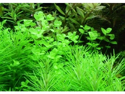 16802 3 micranthemum umbrosum