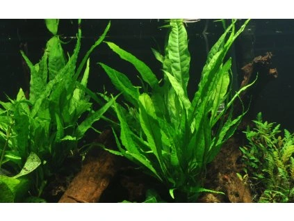 16805 3 microsorum pteropus