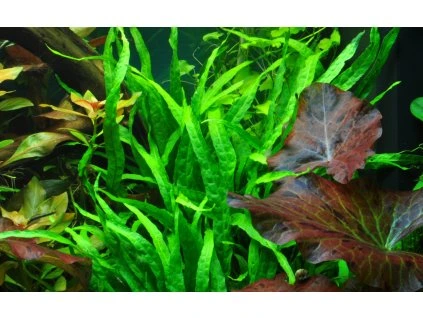 16808 2 microsorum pteropus narrow