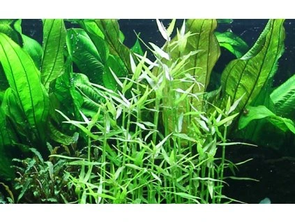 16814 2 murdannia keisak