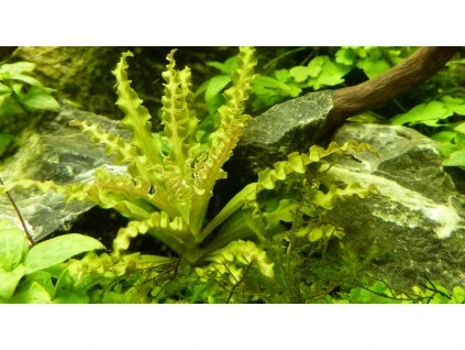 16826 pogostemon helferi