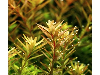 16832 3 rotala rotundifolia