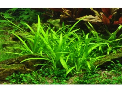 16835 2 sagittaria subulata