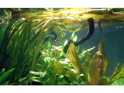 16844 2 vallisneria gigantea