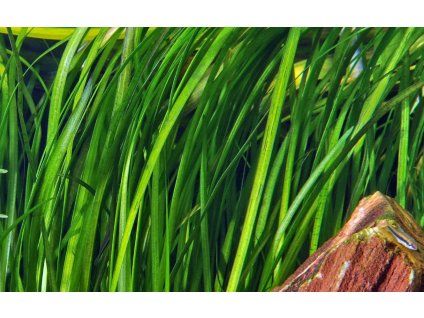 16847 2 vallisneria spiralis tiger