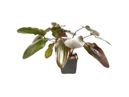 16862 1 echinodorus ozelot xl