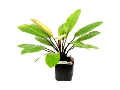 16865 echinodorus rose xl