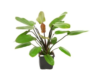 16868 1 echinodorus x barthii xl