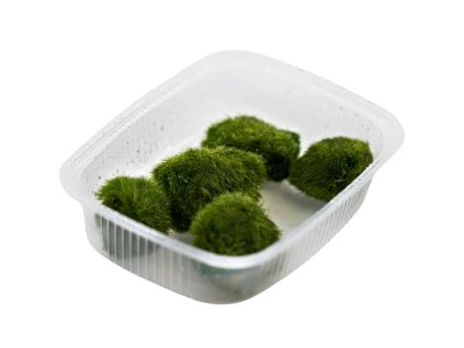 16874 aegagropila linnaei vanicka