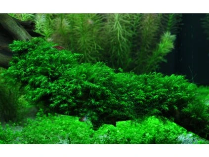 16892 2 fissidens fontanus