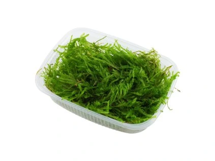 16901 vesicularia ferriei weeping moss vanicka