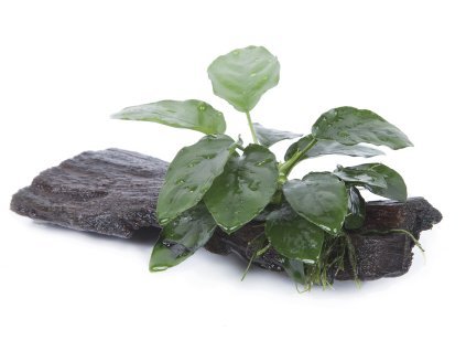 16907 anubias barteri nana na korenu