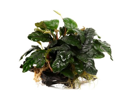 16910 1 anubias barteri sp na korenu