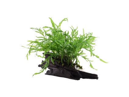 16913 bolbitis heudelotii na korenu